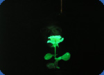 Glow flowers photo