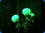 Glowing flowers